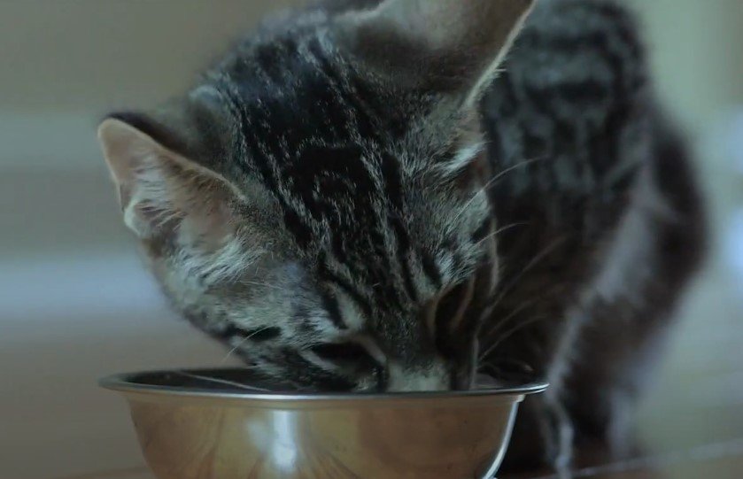 An image of a cat