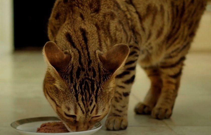 An image of a cat