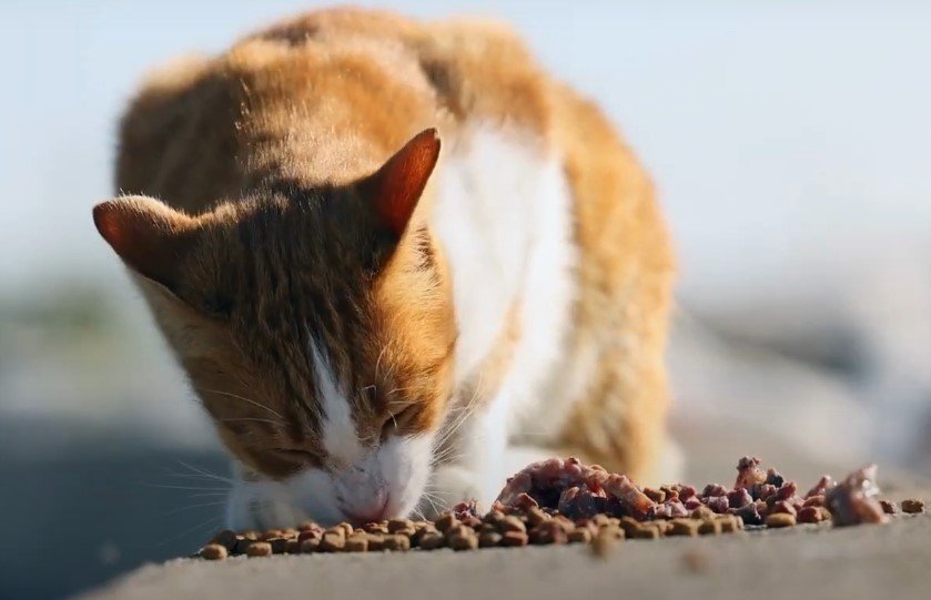 Can Cats Get Food Poisoning From Chicken