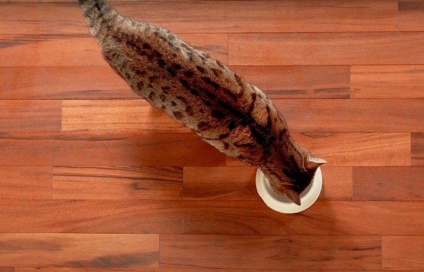 Can Cats Get Food Poisoning From Old Meat