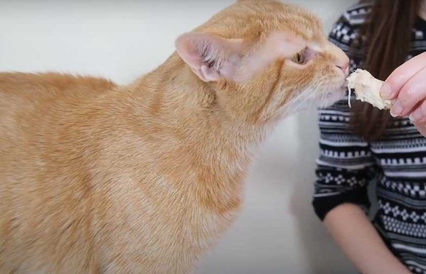 An image of a cat