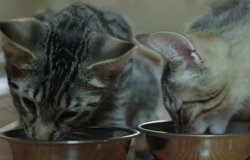 An image of two cats