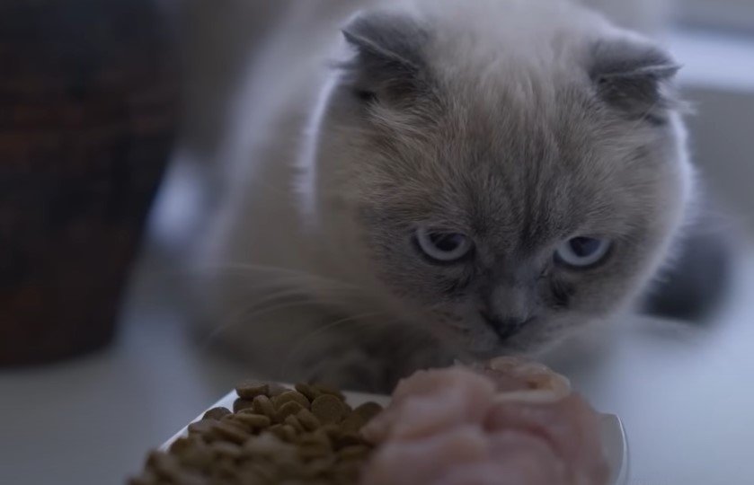 An image of a cat