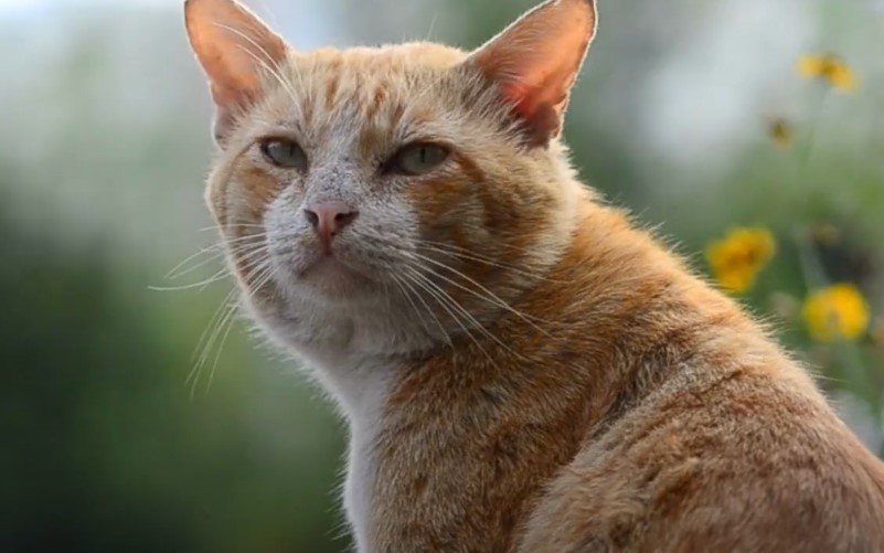 Can Cats Get Food Poisoning From Wet Food