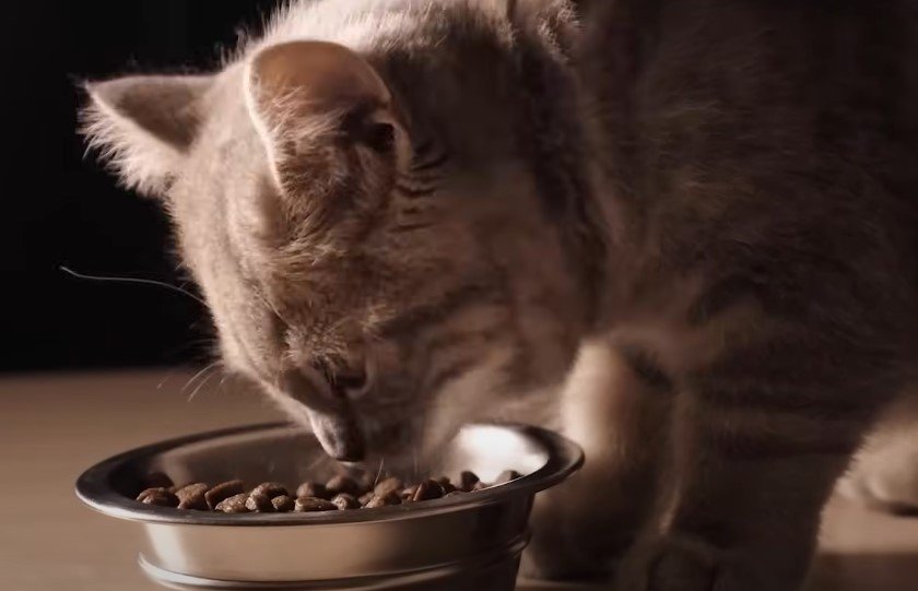 An image of a cat