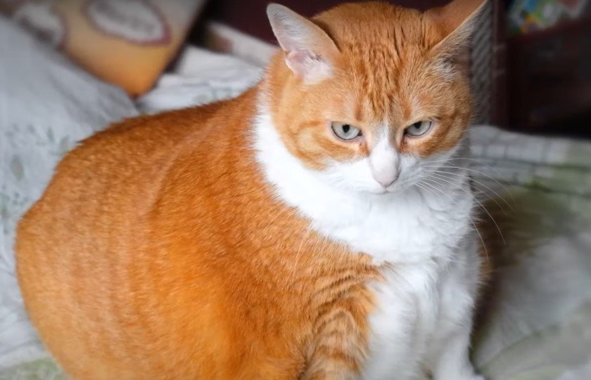 An image of a cat