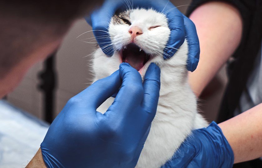 An image of a cat