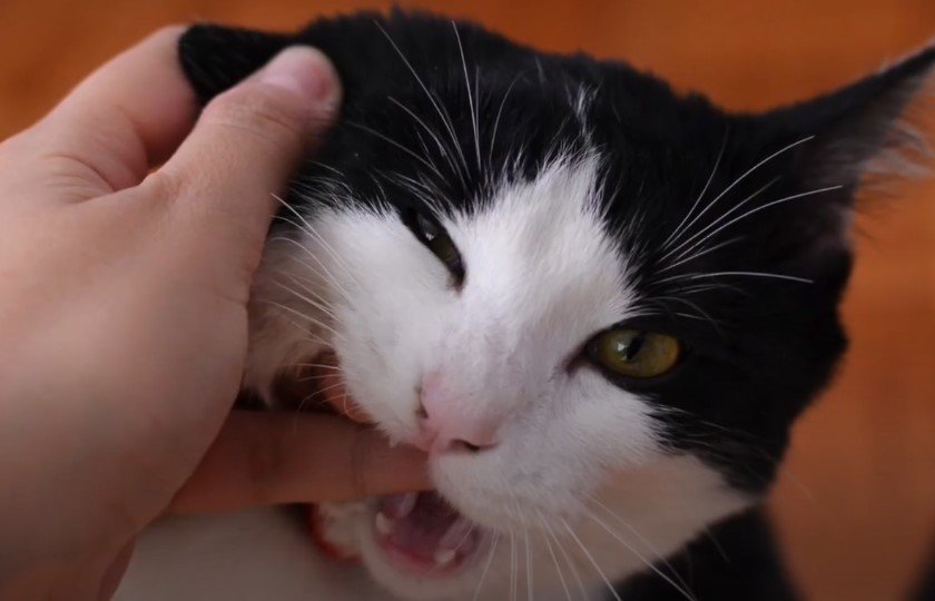 An image of a cat