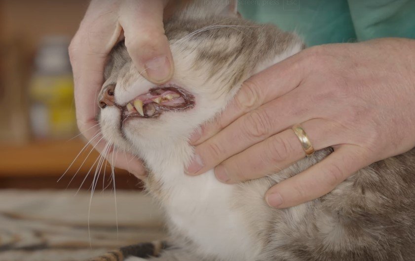 Do Cats Lose Teeth in Old Age