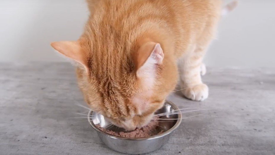 how to help a senior cat gain weight: An image of a cat