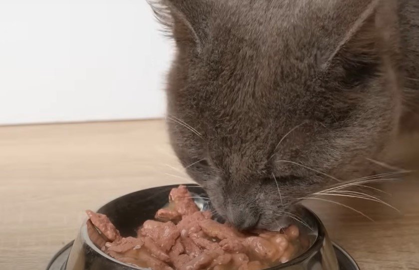 An image of a cat