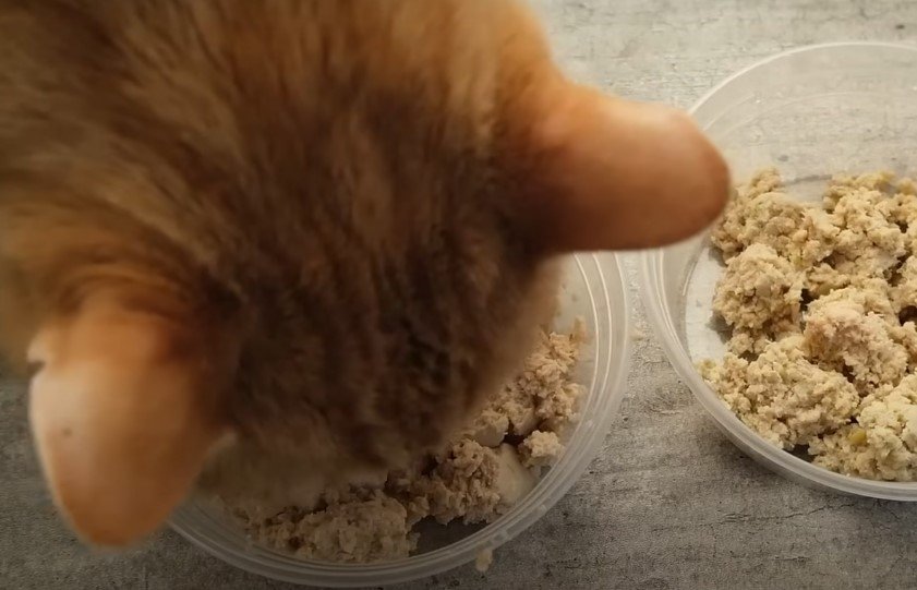 An image of a cat