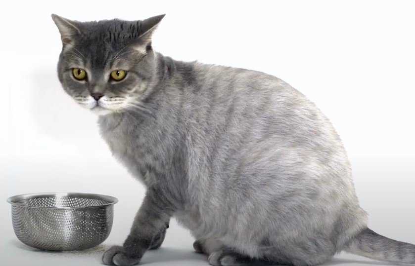 An image of a cat