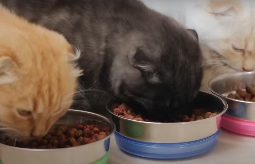 Kitten Food vs Senior Cat Food