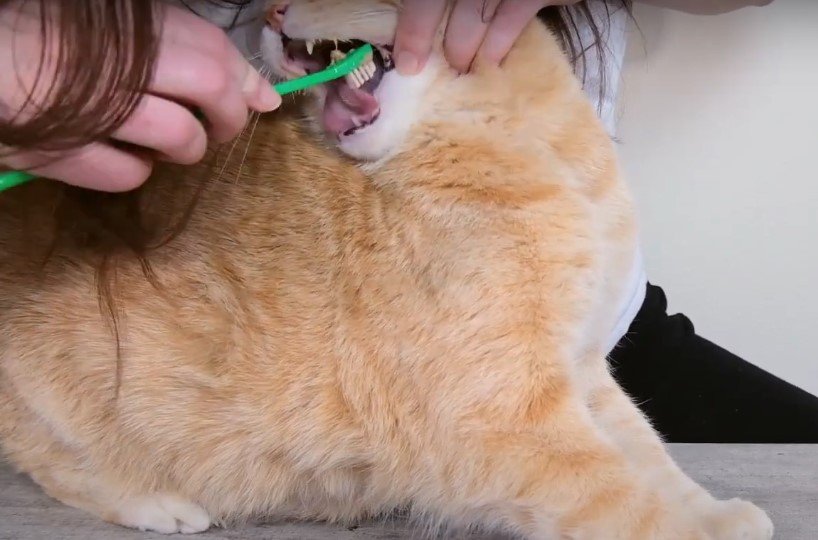An image of a cat