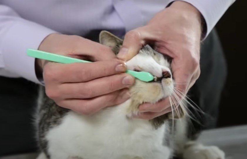 An image of a cat