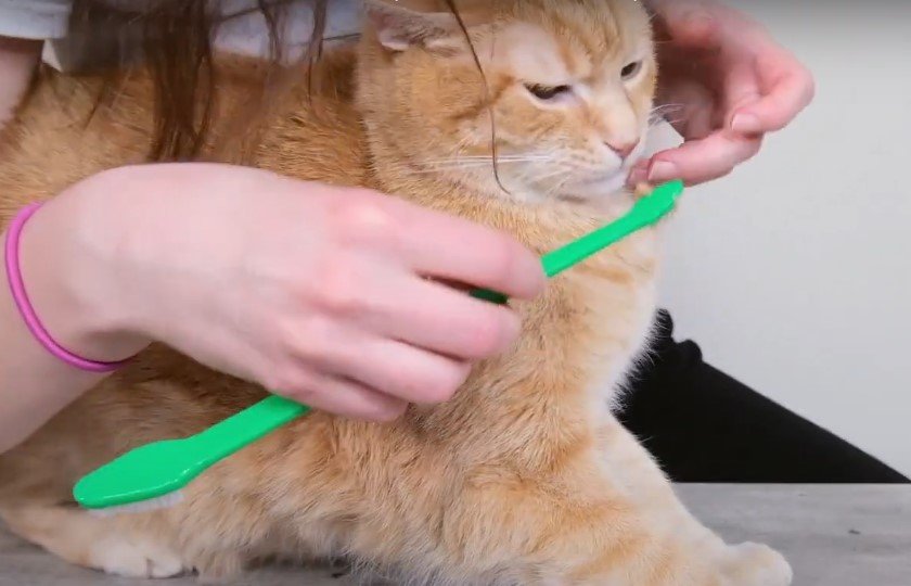 Risks of Teeth Cleaning in Older Cats