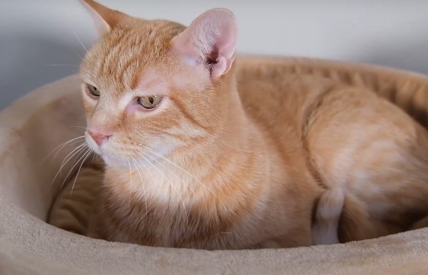 An image of a cat