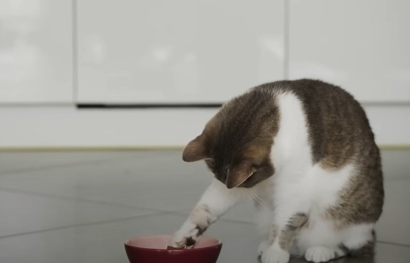 An image of a cat