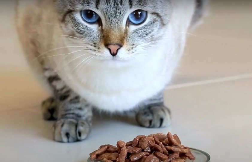 When should I switch from kitten to cat food