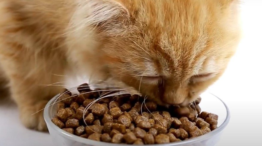 Can cats eat raw chicken