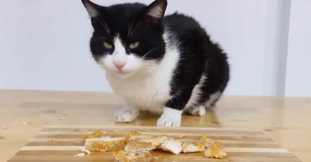 Can Cats Get Food Poisoning From Old Meat