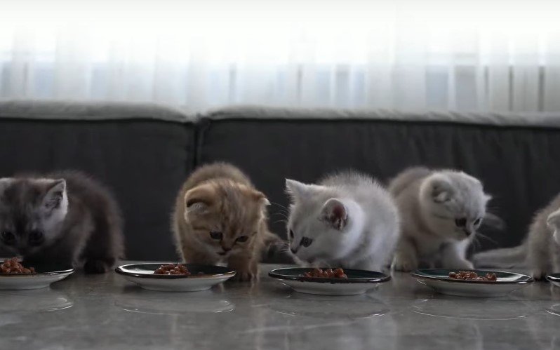 Is senior cat food OK for younger cats