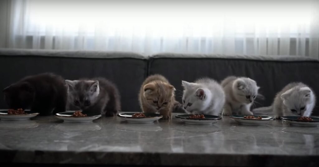 can young cats eat senior cat food