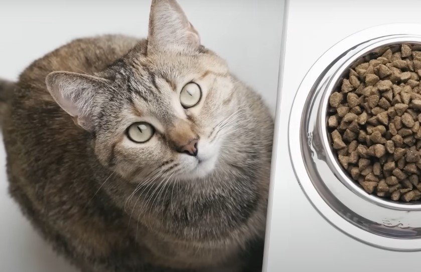 A cat and cat food