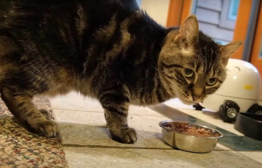 An image of a cat