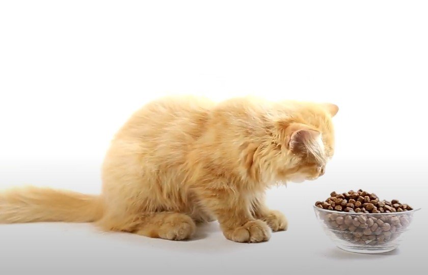 An image of a cat