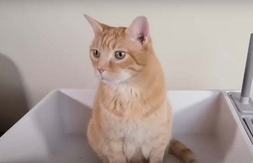An image of a cat
