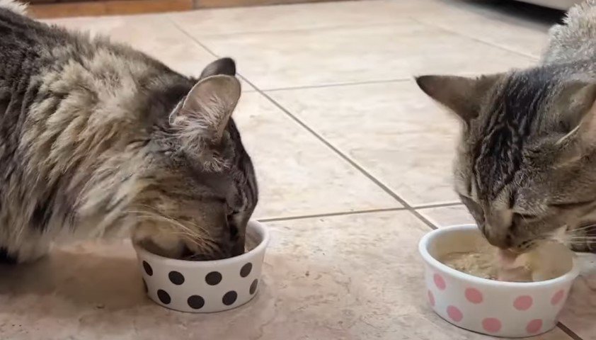 homemade cat food recipes for senior cats
