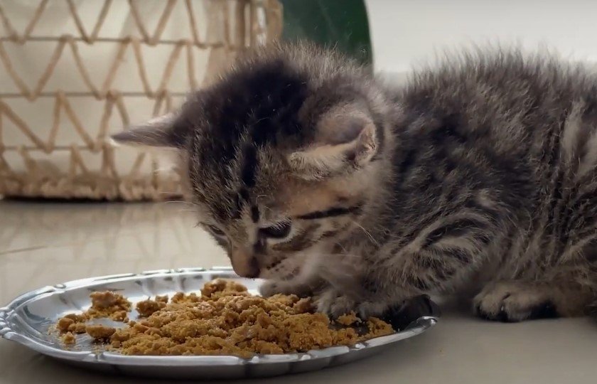 An image of a cat