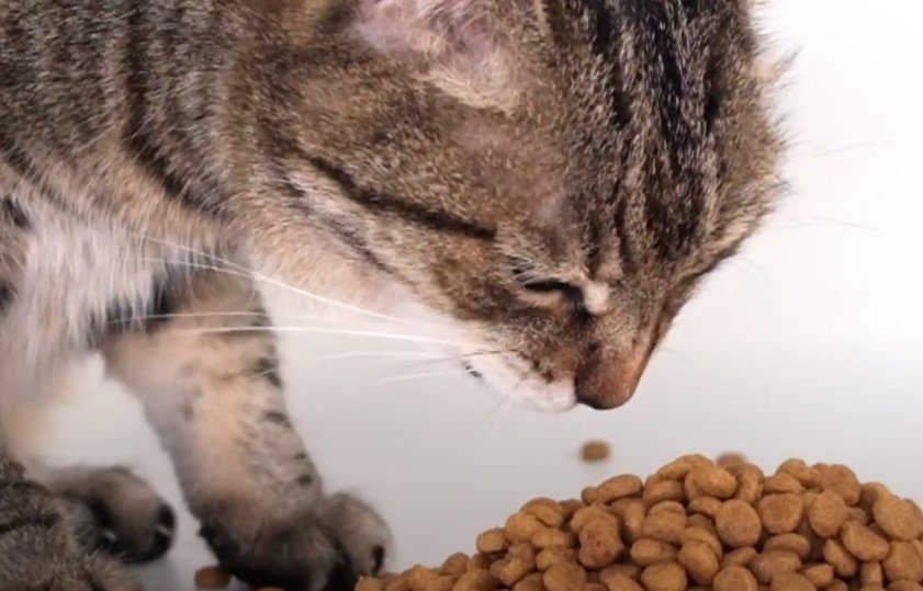 An image of a cat