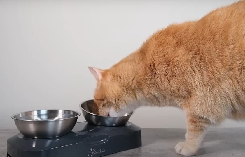 can older cats eat kitten food
