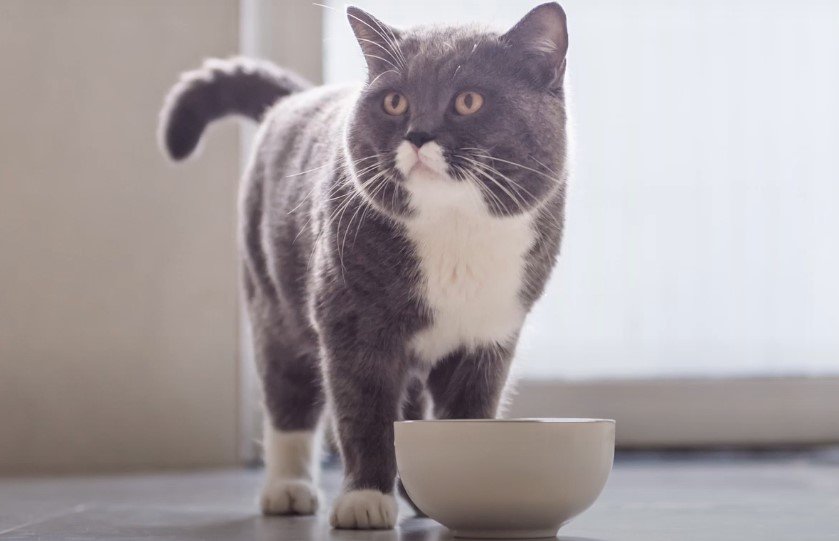 An image of a cat