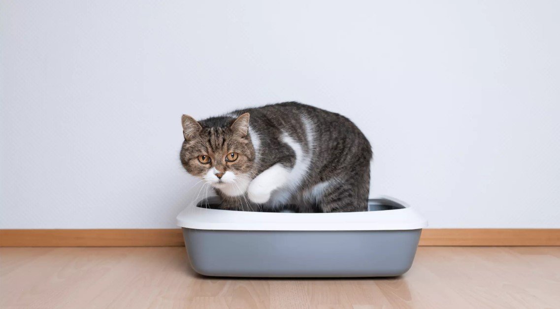 how to train an older cat to use a litter box
