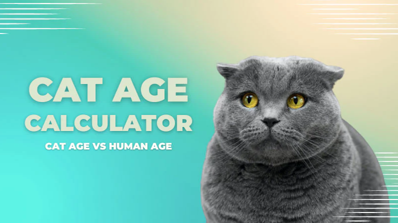 Cat years to human years calculator