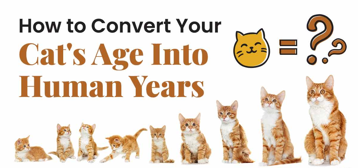 cat years to human years calculator