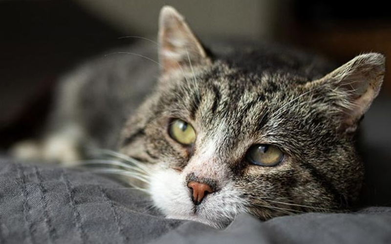 dementia in cats
