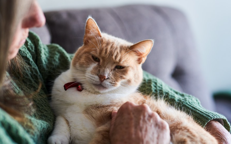 dementia in senior cats