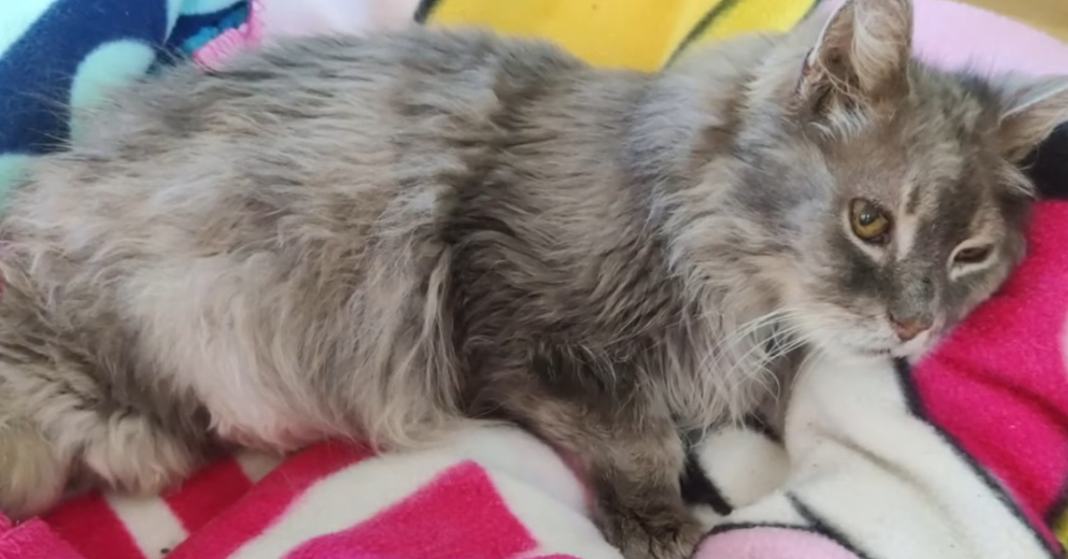 how do you know if your senior cat has dementia