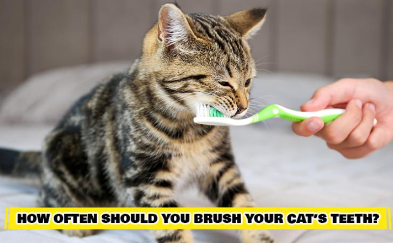 how often should you brush your cat's teeth