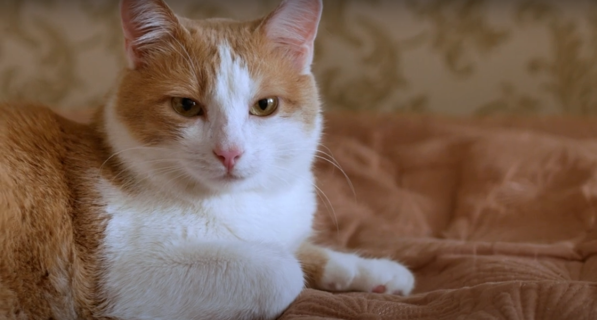 how old is my cat in human years