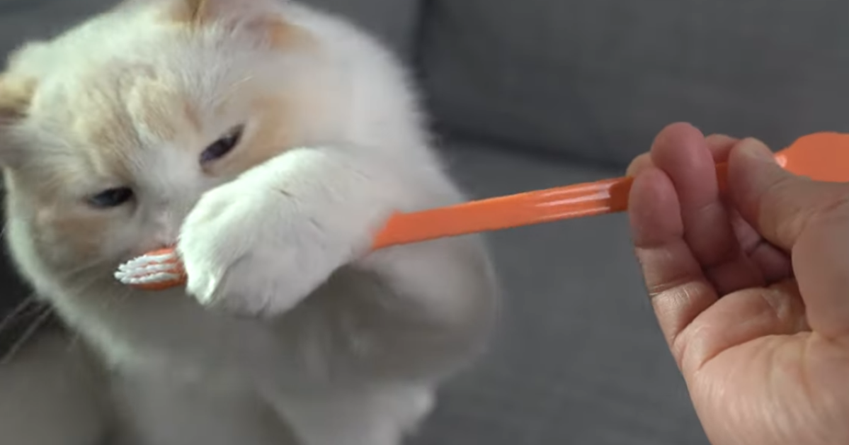 how to brush your older cat's teeth safely