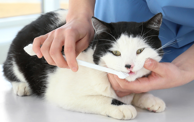 how to brush your older cat's teeth