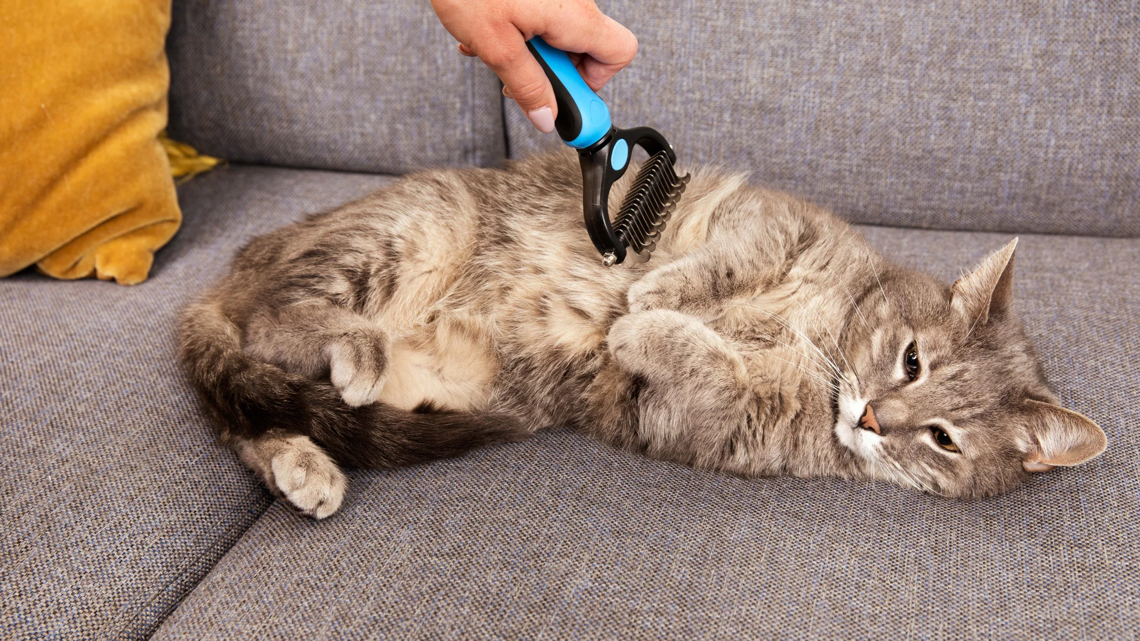how to clean your older cat's matted fur
