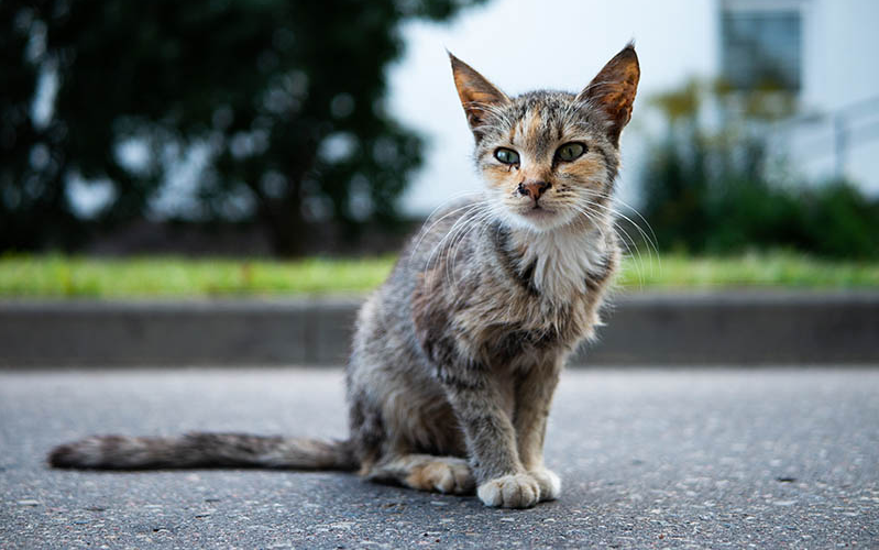 how to get a senior cat to lose weight