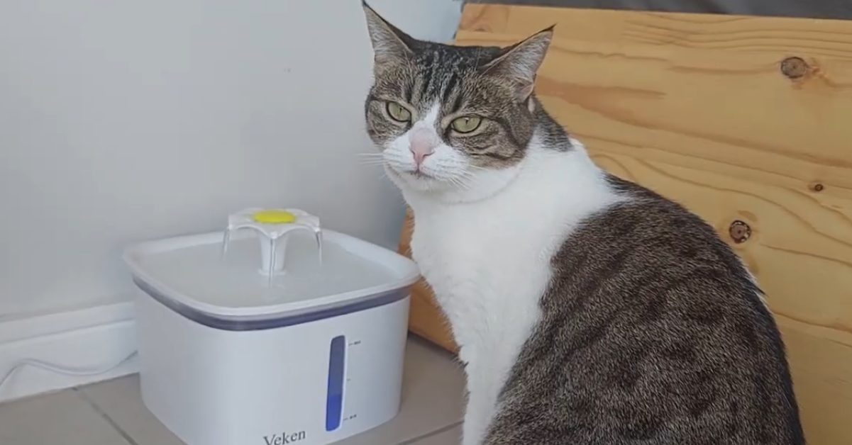 how to help your senior cat lose weight